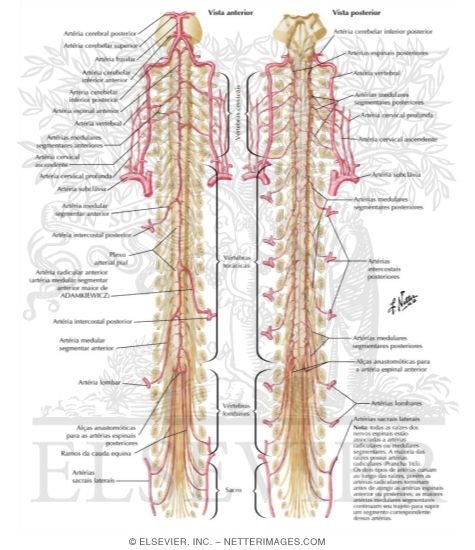 Arteries of Spinal Cord: Schema