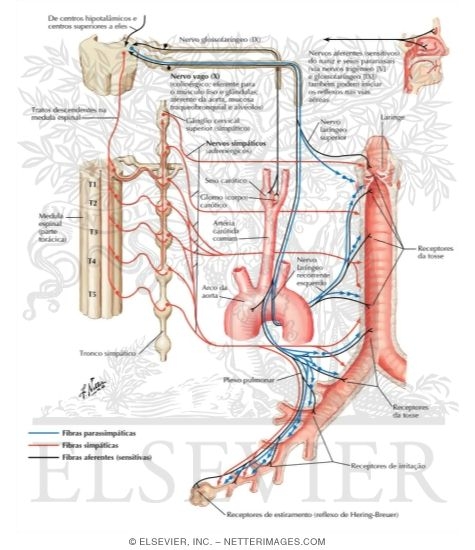 Innervation of Tracheobronchial Tree: Schema