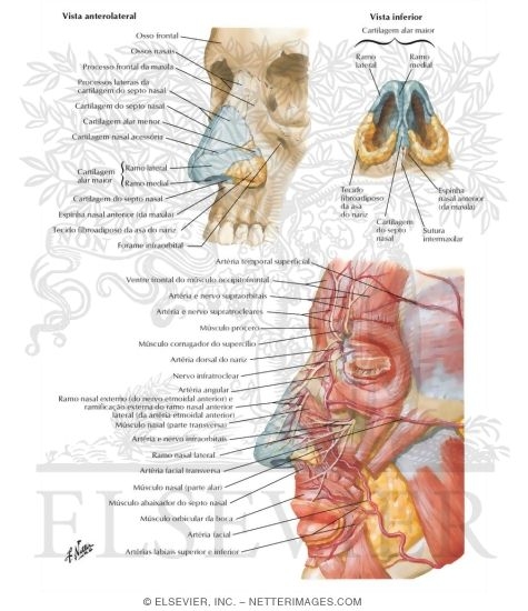 Nose 
