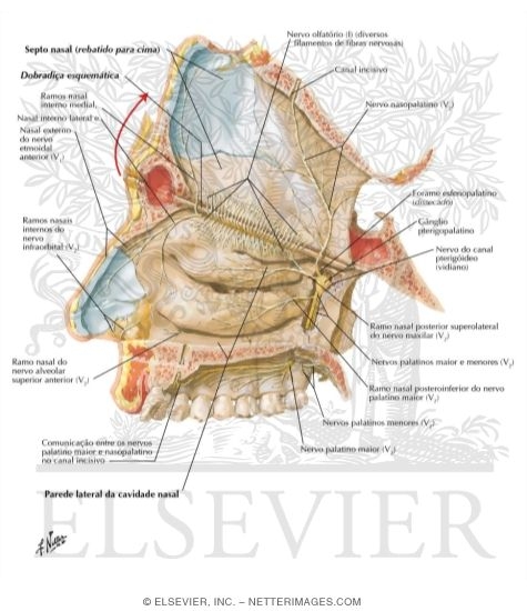 Watermarked preview of labeled image: Nerves of Nasal Cavity: Nasal Septum Turned Up