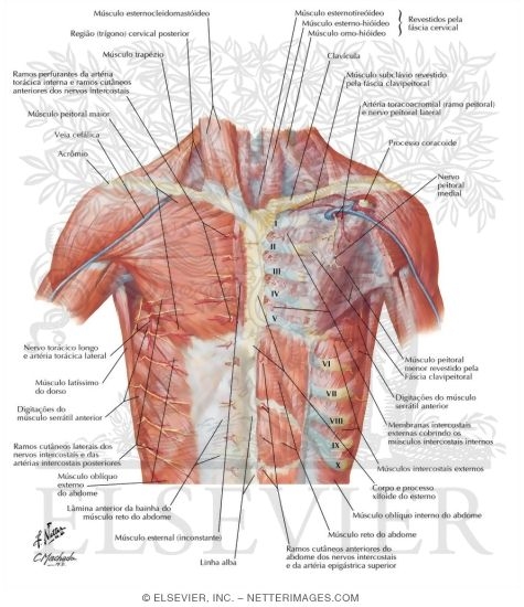 Anterior Thoracic Wall
Anterior Wall of Thorax