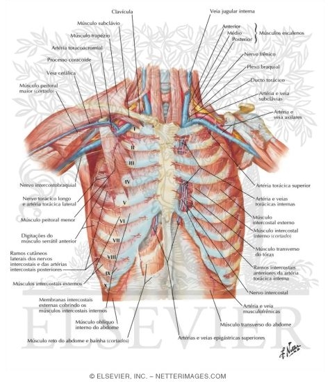 Anterior Thoracic Wall
Anterior Wall of Thorax