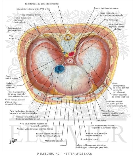 Watermarked preview of labeled image: Diaphragm: Thoracic Surface