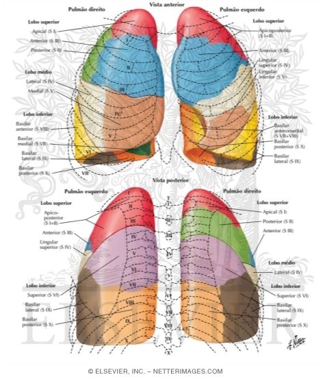 Bronchopulmonary Segments
Pulmonary Segments in Relationship to Ribs