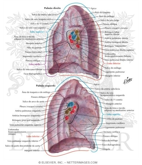 Lungs: Medial Views 
Medial Surface of Lungs