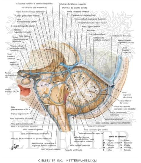 Watermarked preview of labeled image: Veins of Posterior Cranial Fossa