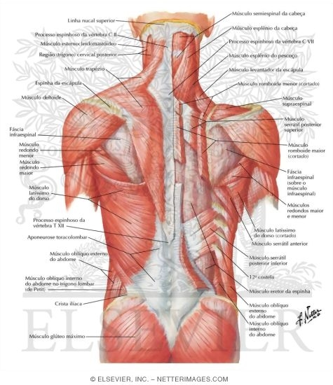Watermarked preview of labeled image: Muscles of Back: Superficial Layers
Superficial Muscles: Posterior Neck and Back