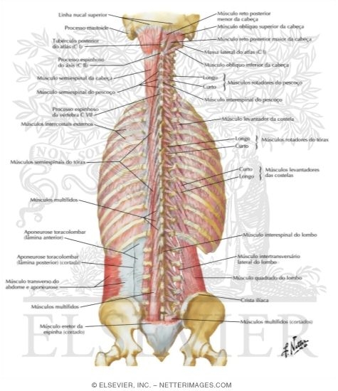 Muscles of Back: Deep Layers
Transversospinal, Interspinal, Intertransverse, and Suboccipital Muscles
Deep Muscles: Posterior Neck and Back