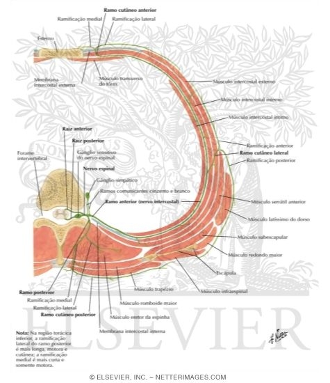 Schematic Diagram of Typical Spinal (Thoracic) Nerve Typical Thoracic