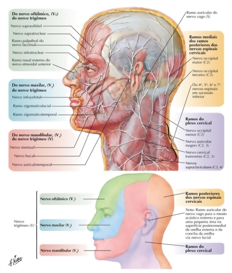 Cutaneous Nerves of Head and Neck