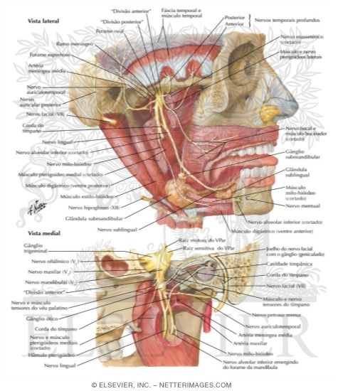 Mandibular Nerve (V3)