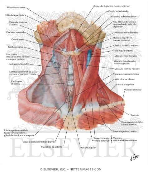 Muscles of Neck: Anterior View