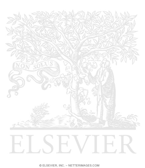 Watermarked preview of labeled image: Scalene and Prevertebral Muscles