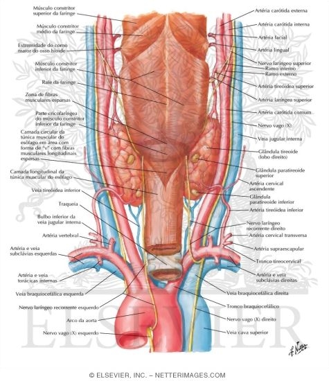 Thyroid Gland and Pharynx: Posterior View