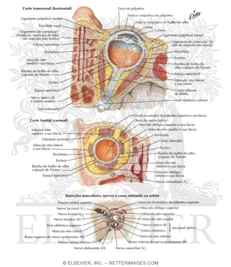 Fascia of Orbit and Eyeball