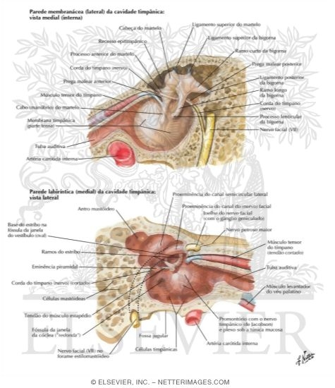 Tympanic Cavity