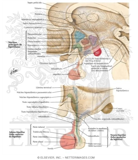 Hypothalamus and Hypophysis