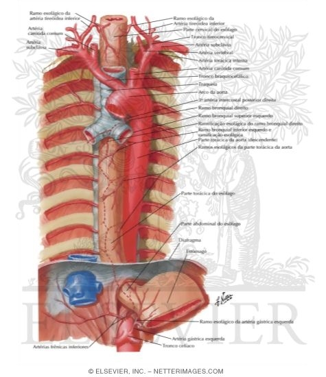 Mediastinum: Esophagus and Thoracic Aorta