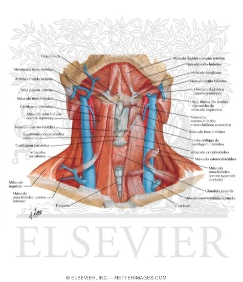 Infrahyoid and Suprahyoid Muscles
