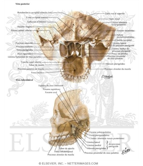 Watermarked preview of labeled image: Cranial Base: Pterygoid Fossae