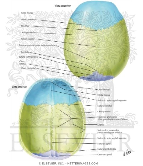 Calvaria [Showing Sutural (Wormian) Bone]