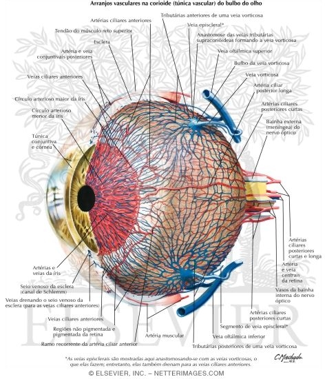 Vascular Supply of Eye