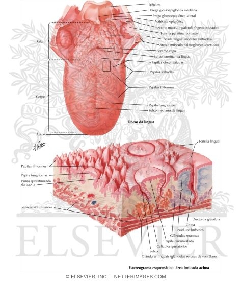 Dorsum of the Tongue With Schematic Stereogram and Light ...