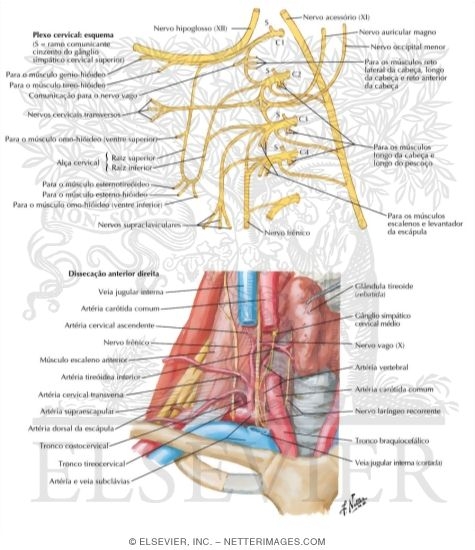 Watermarked preview of labeled image: Nerves and Vessels of Neck
