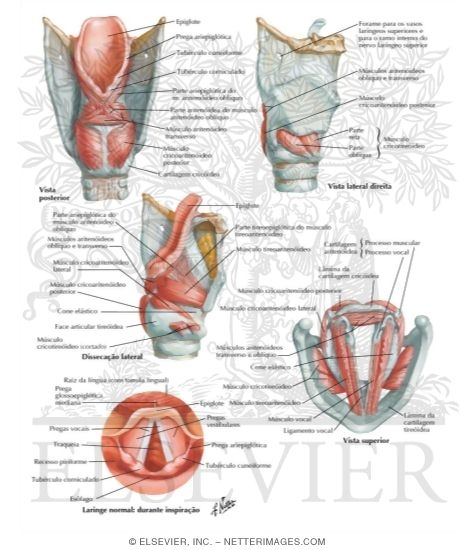 Watermarked preview of labeled image: Intrinsic Muscles of Larynx