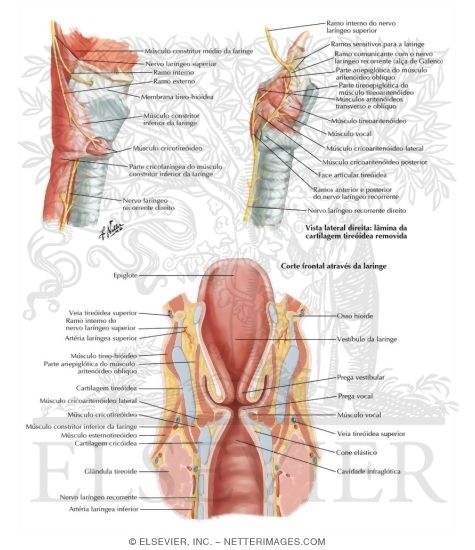 Nerves Of Larynx