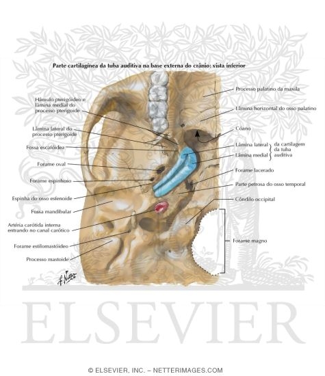 Auditory (Pharyngotympanic, Eustacian) Tube
