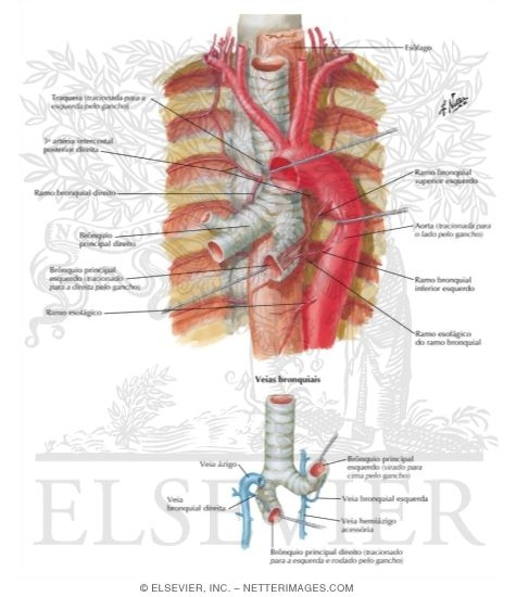 Bronchial Arteries and Veins