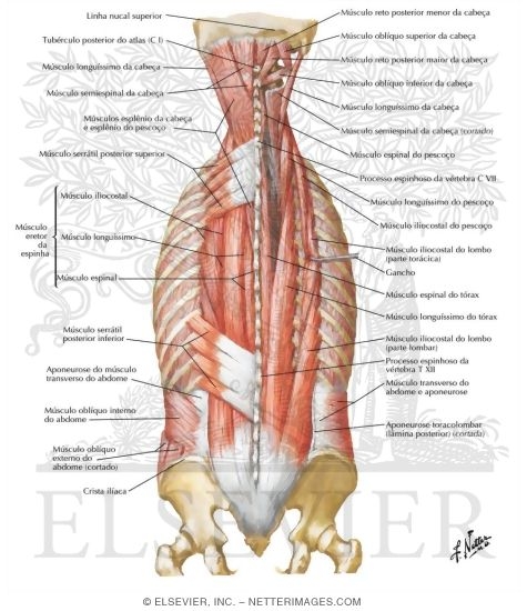 Watermarked preview of labeled image: Muscles of Back: Intermediate Layers