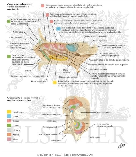 Paranasal Sinuses: Changes With Age