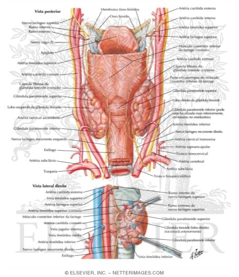 Watermarked preview of labeled image: Parathyroid Glands