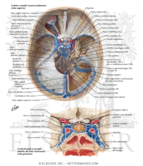 Dural Venous Sinuses