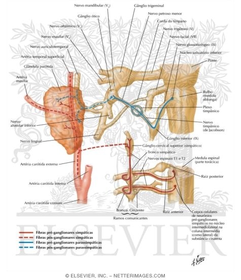 Watermarked preview of labeled image: Otic Ganglion: Schema 