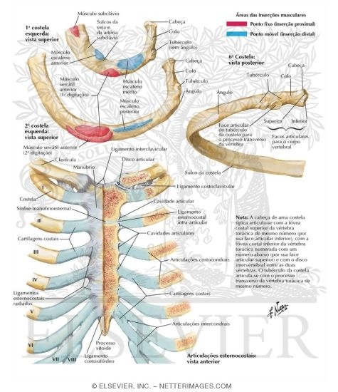Watermarked preview of labeled image: Ribs and Sternocostal Joints
Rib Characteristics and Costovertebral Articulations
Costovertebral Joints