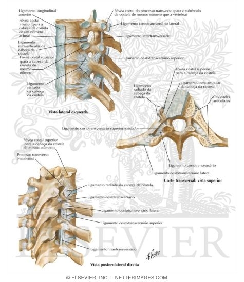 Watermarked preview of labeled image: Costovertebral Joints