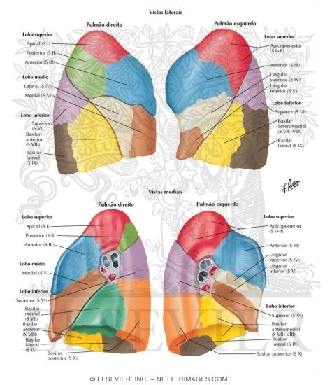 Bronchopulmonary Segments