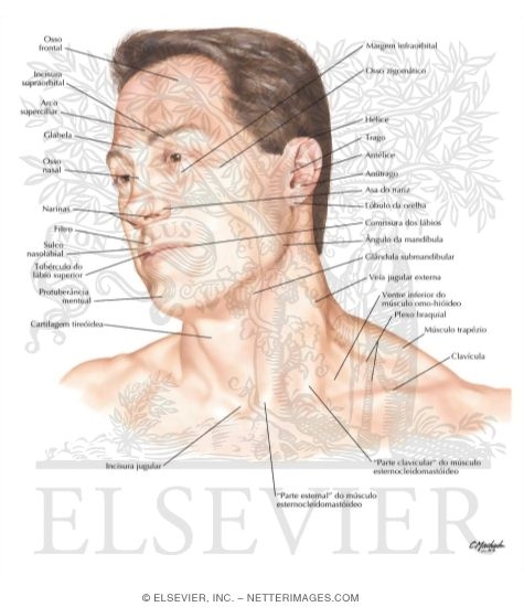 Head and Neck: Surface Anatomy