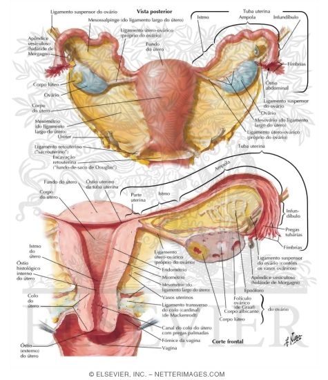 anatomía del útero