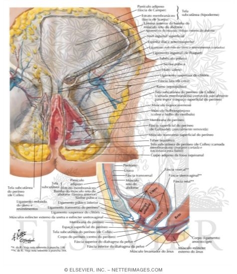 Watermarked preview of labeled image: Perineum (Superficial Dissection)
Pudendal, Pubic and Inguinal Regions