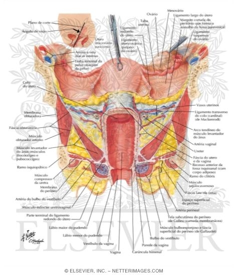 Watermarked preview of labeled image: Ligamentous and Fascial Support of Pelvic Viscera