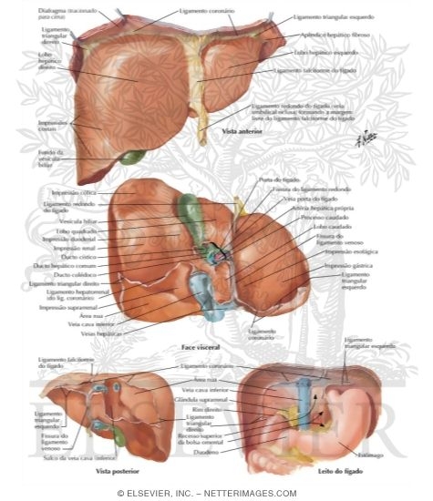 Surfaces and Bed of Liver