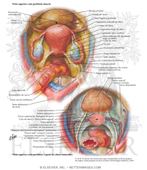 Pelvic Viscera
Pelvic Viscera and Support