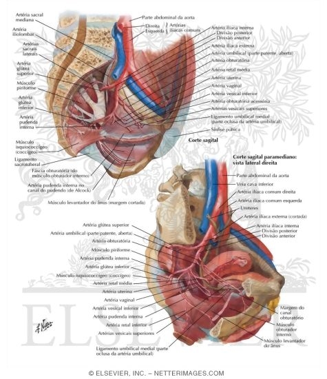 Arteries and Veins of Pelvis: Female
Blood Supply of Pelvis II