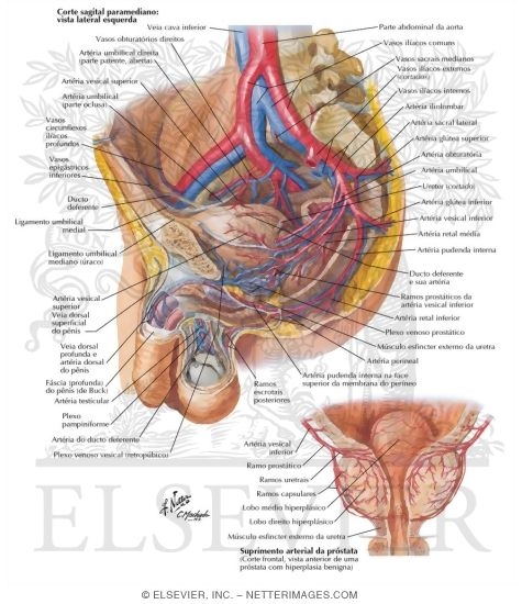 Arteries and Veins of Pelvis: Male
Blood Supply of Pelvis