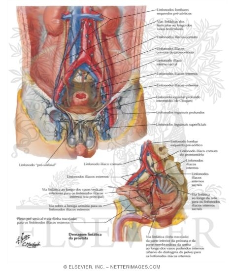 Lymph Vessels and Nodes of Pelvis and Genitalia: Male
Lymphatic Drainage of Pelvis and Genitalia