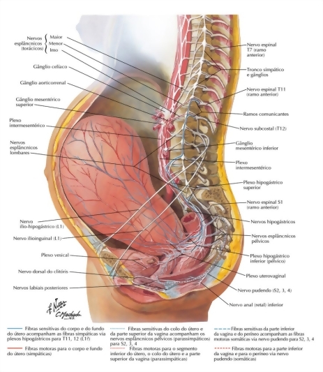 Watermarked preview of labeled image: Neuropathways In Parturition
